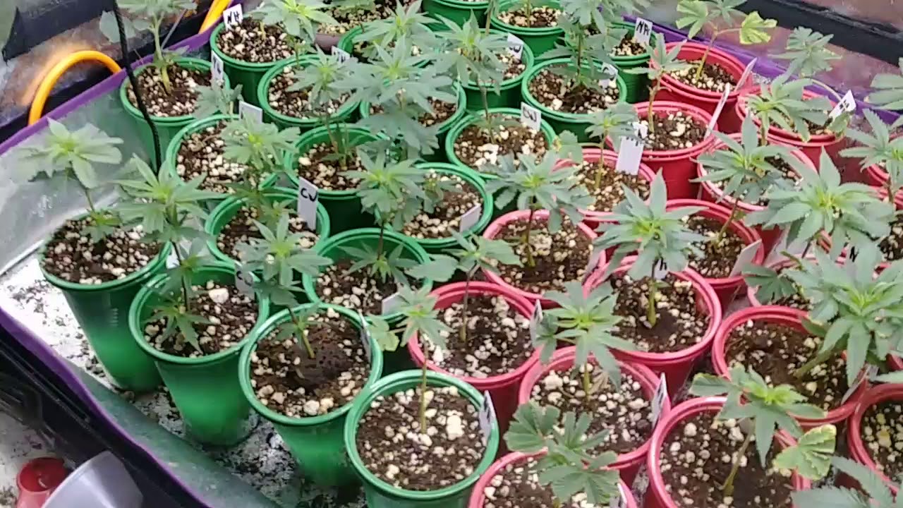 Cbd hemp feminized seed
