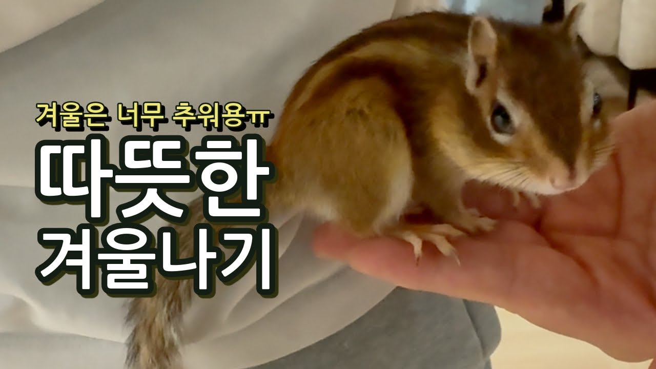 취약계층 다람쥐, 따뜻한 겨울나기 지원 (feat. 동물복지)
