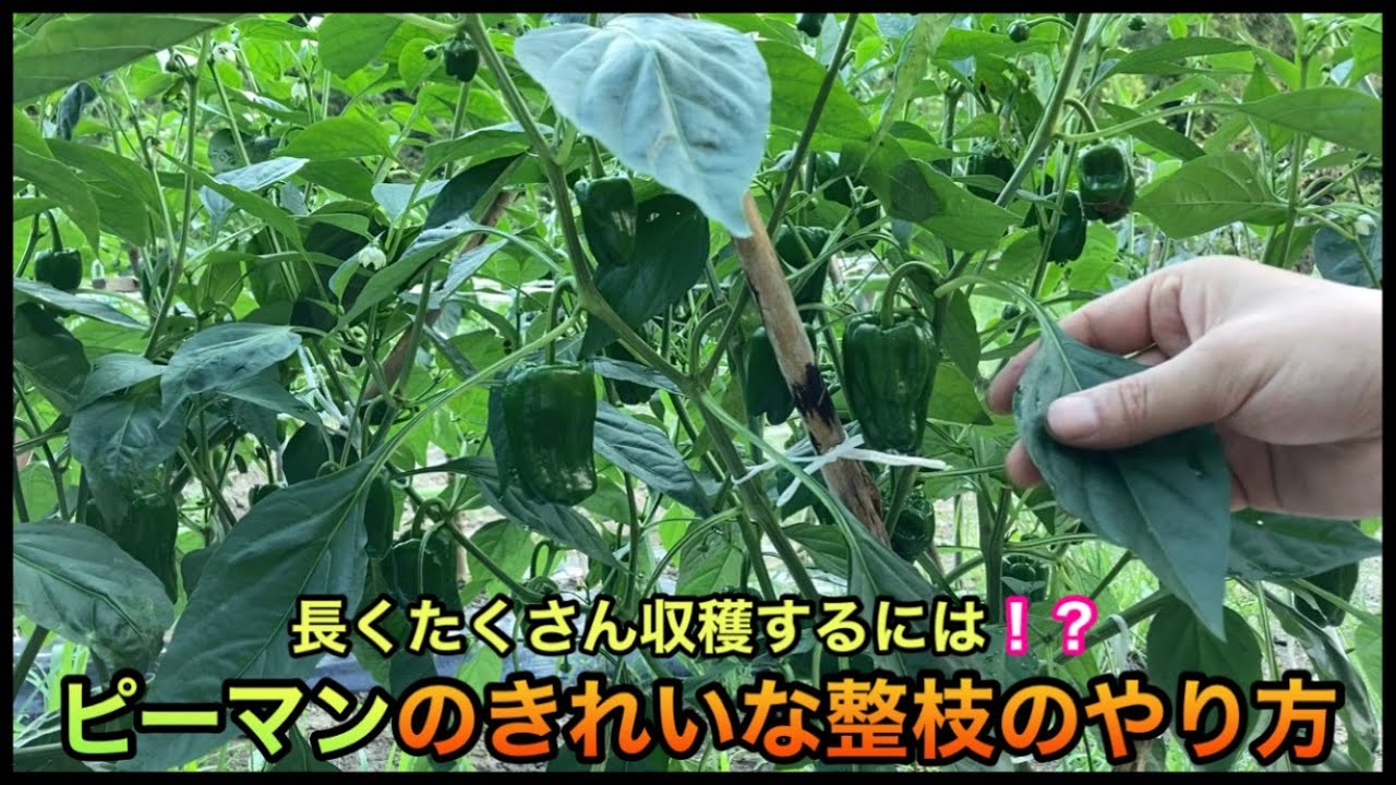 【ピーマン2/2】なが〜くたくさん収穫する為の整枝(剪定)のやり方！How to grow bell peppers