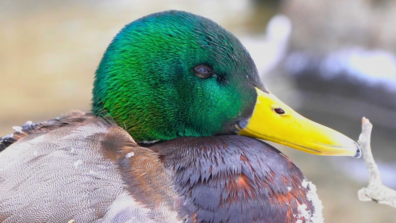 Close-up Portrait of the Ragged Old Arctic River Drake [4K] Mallard Duck