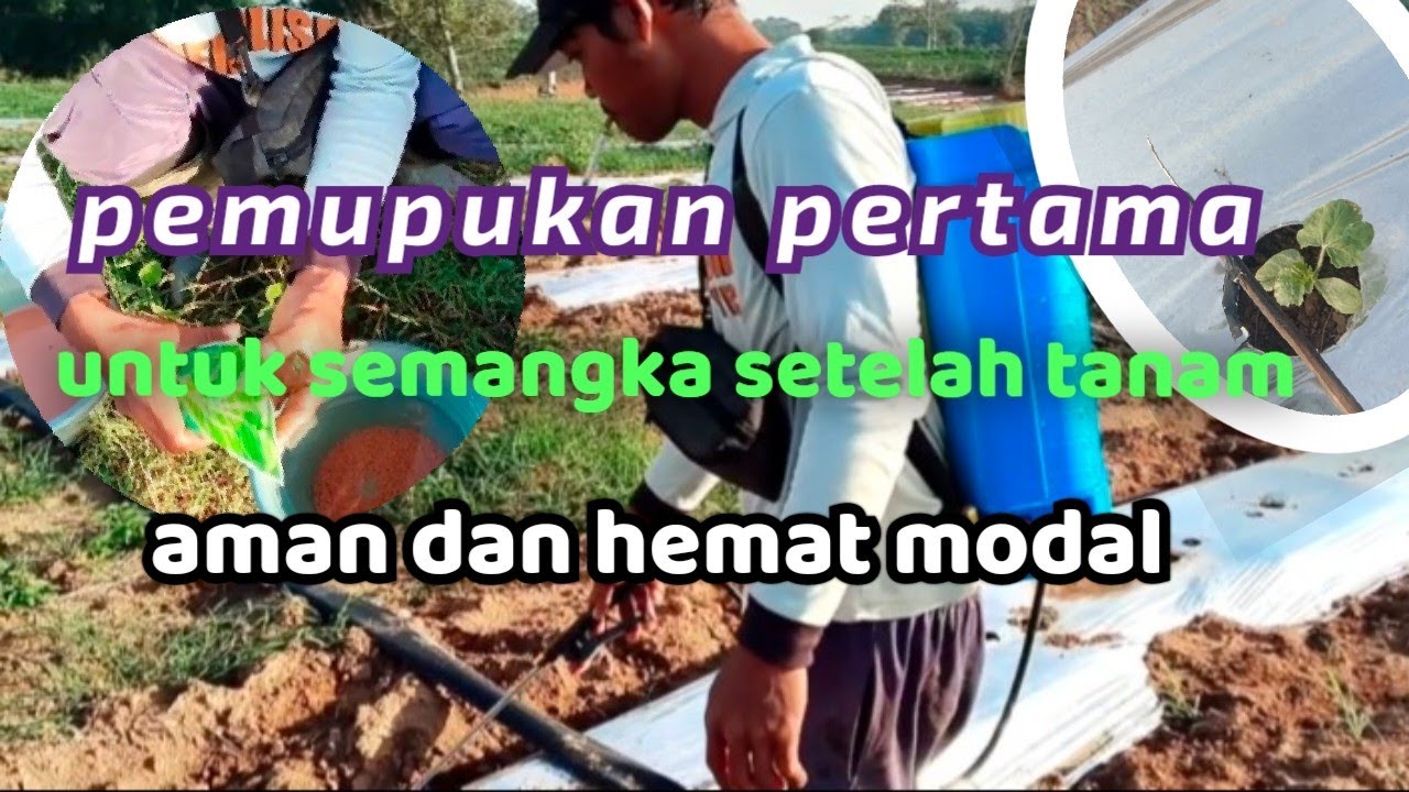 panduan lengkap pemupukan semangka sistem manual kocor.. nutrisi semangka setelah tanam