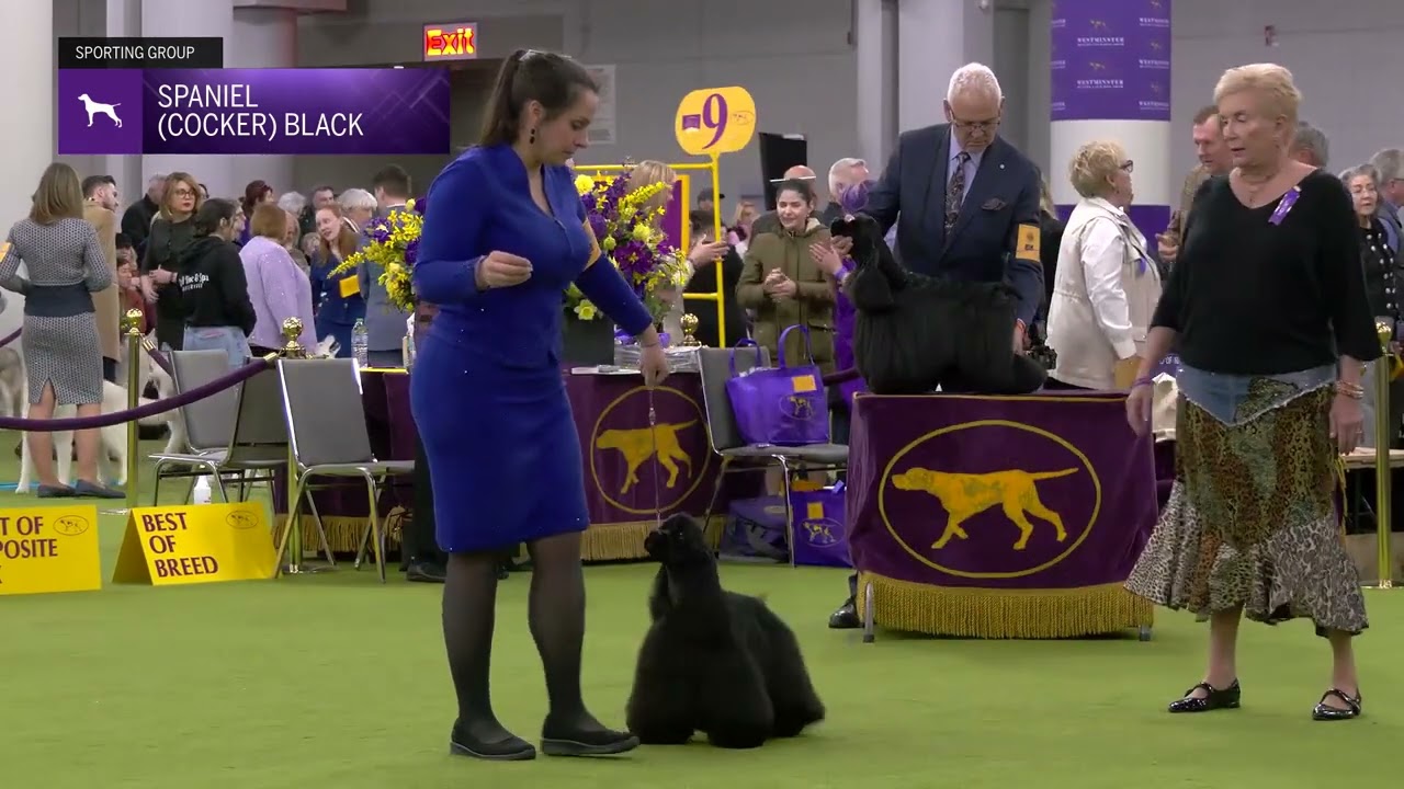Spaniels (Cocker) Black | Breed Judging 2025