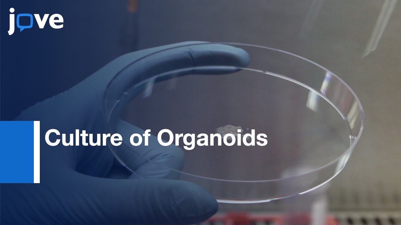 Culture of Organoids and Microinjection of Helicobacter Pylori | Protocol Preview