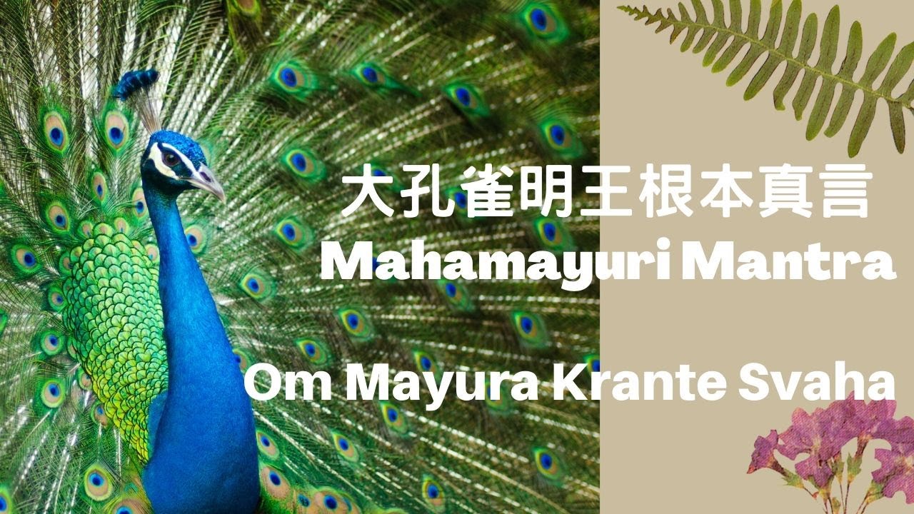 大孔雀明王根本真言 Mahamayuri Mantra (1 hour) Om Mayura Krante Svaha，Peacock King Bodhisattva（輕快）