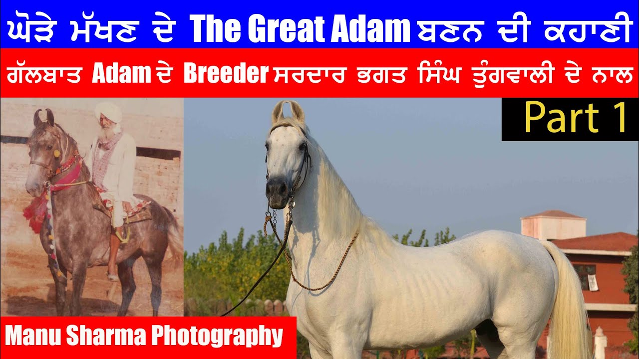 ਐਡਮ ਘੋੜੇ ਦੀ ਕਹਾਣੀ ਉਸ ਦੇ ਬ੍ਰੀਡਰ ਦੀ ਜ਼ੁਬਾਨੀ ਮਿਲੋ ਸਰਦਾਰ ਭਗਤ ਸਿੰਘ ਤੁੰਗਵਾਲੀ story of ADAM