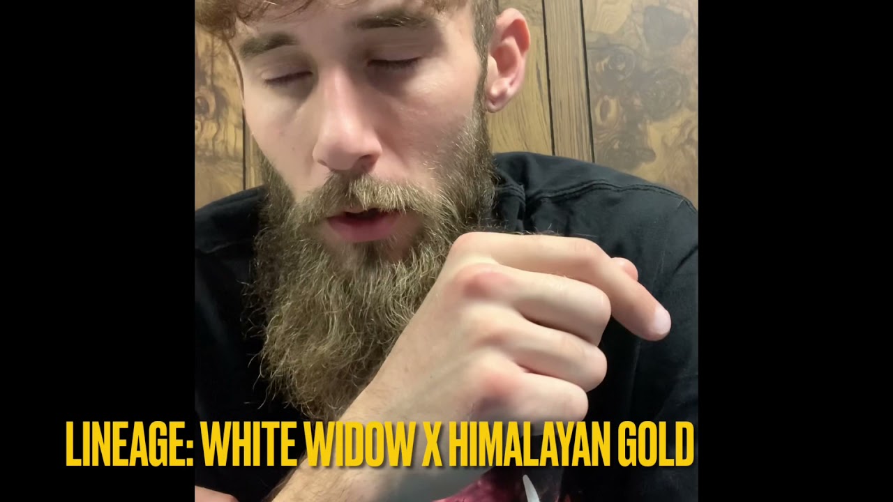 Oro Blanco Live Resin Badder..Buckeye Relief review