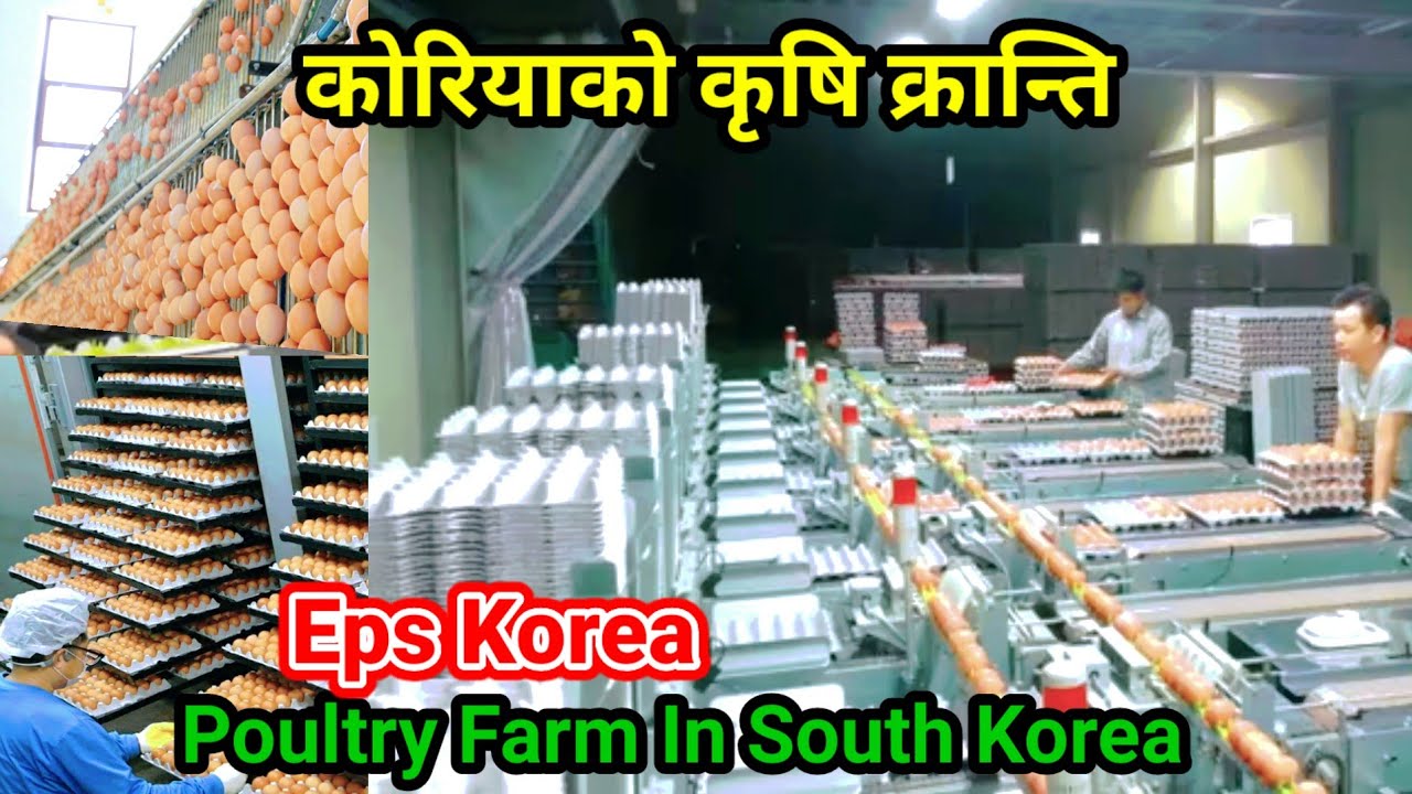 कोरियाको कृषि प्रबिधि | Poultry Farm In South Korea | Agriculture Work In South Korea