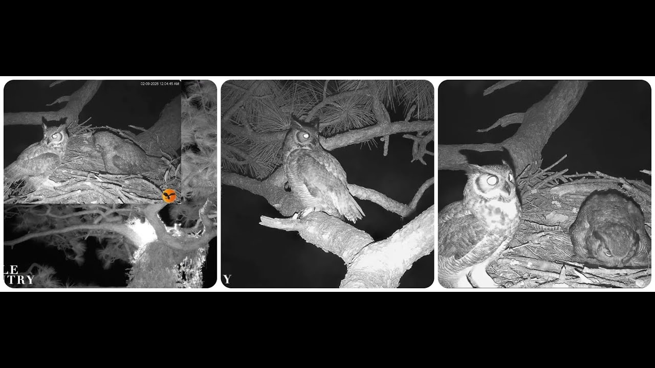 Gus brings two prey to Willow Eagle Country Eagle Country Nest Cam 2025 / Bayhead Cam 2025