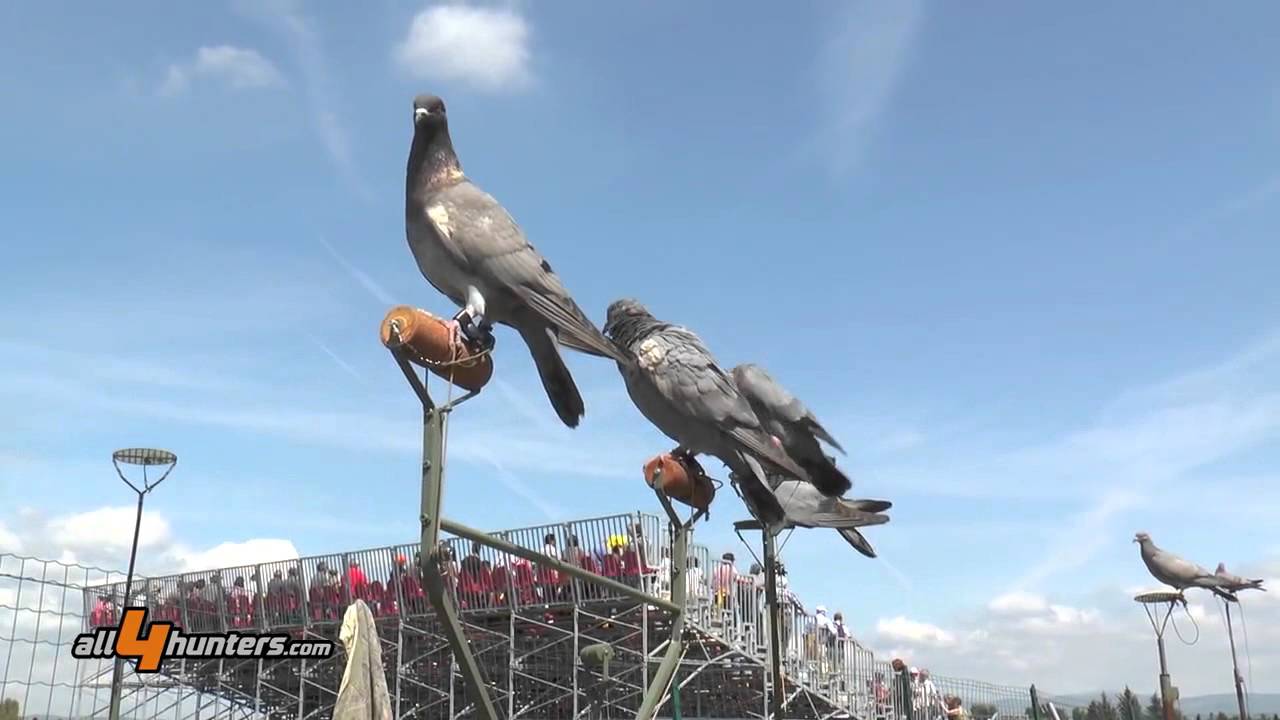 Caccia al colombaccio, le tecniche di richiamo - Game Fair 2015