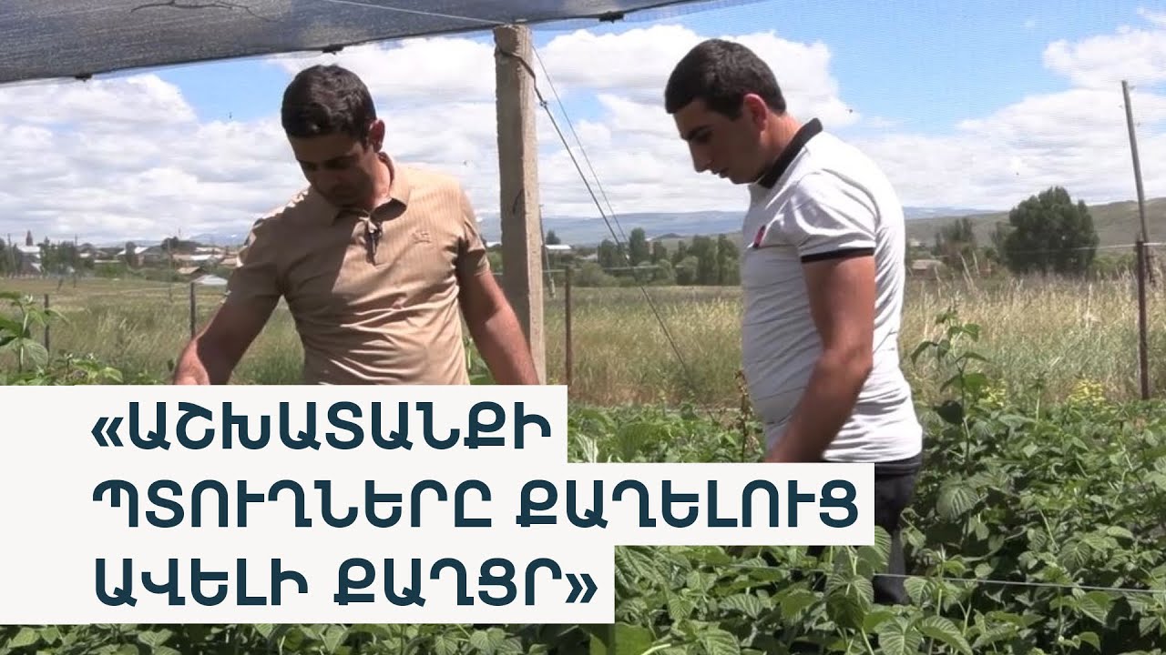Գուսանագյուղցի ընկերները անմշակ հողից ազնվամորու այգի են ստացել
