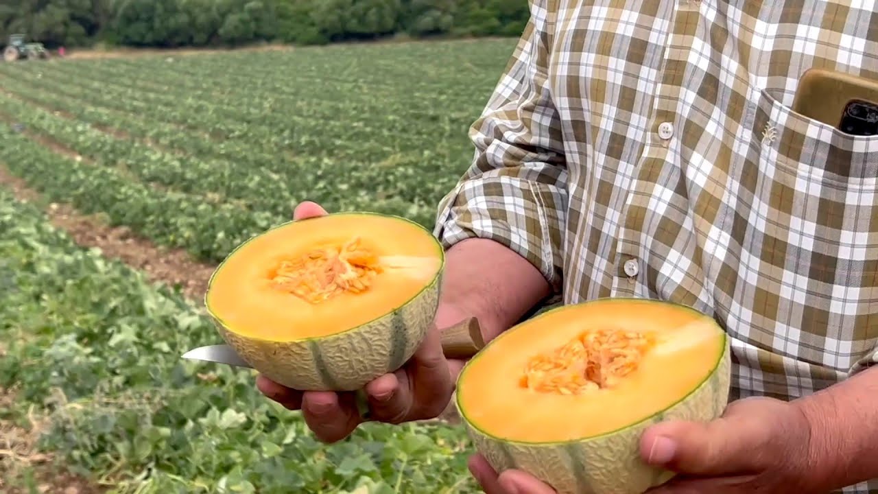 Recolección del melón charentais que se cultiva en Villamartín y Puerto Serrano, en Cádiz