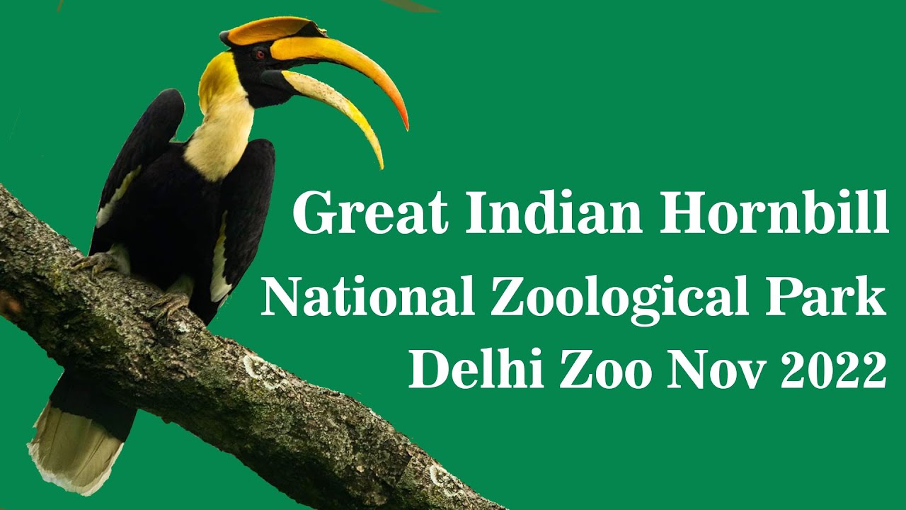 Hornbill in National Zoological Park Delhi | Delhi Zoo Full Tour
