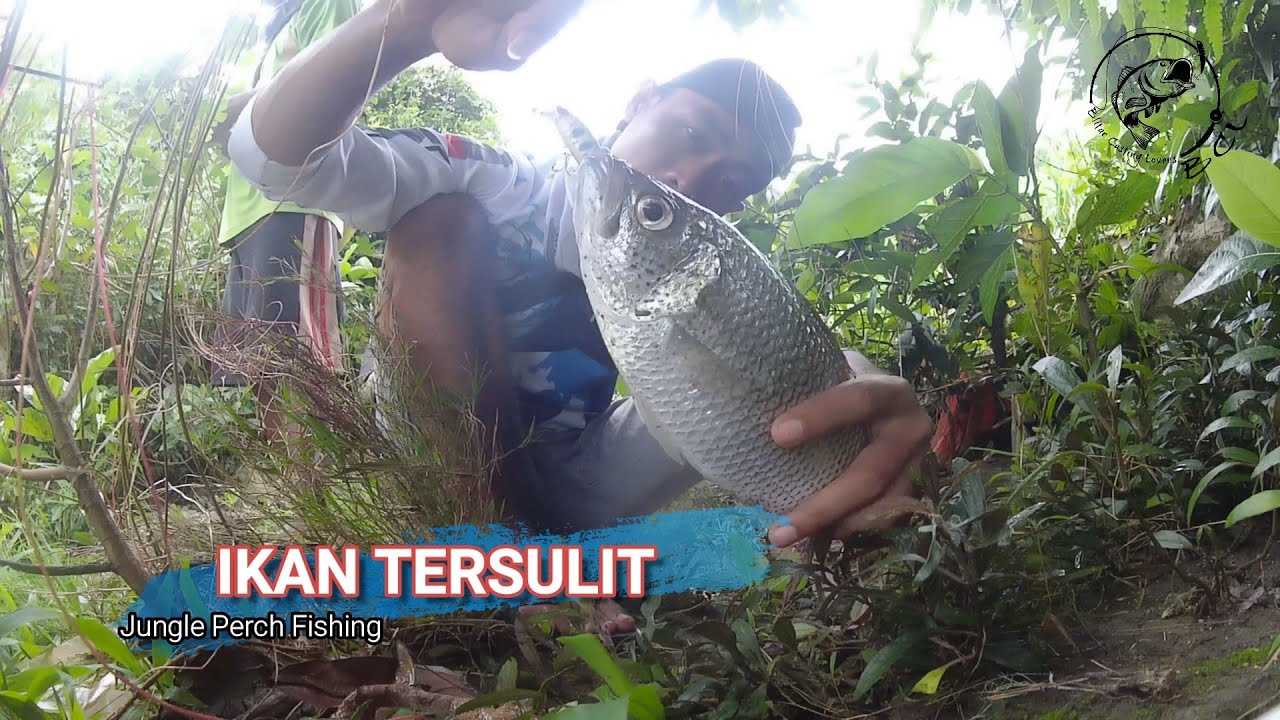 INI IKAN TERSULIT SELAMA KAMI MANCING - Jungle Perch Fishing #131 #bclfishing