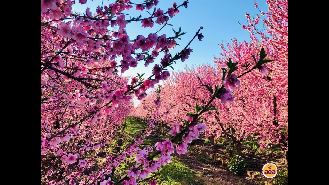 Managing Crop Nutrition During Reproductive Periods