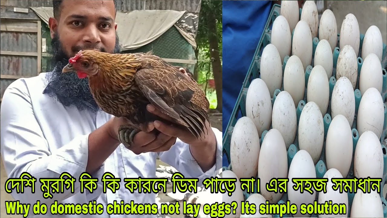 মুরগি কি কি কারনে ডিম পাড়ে না  সহজ সমাধান Why do chickens not lay eggs?  Simple solution
