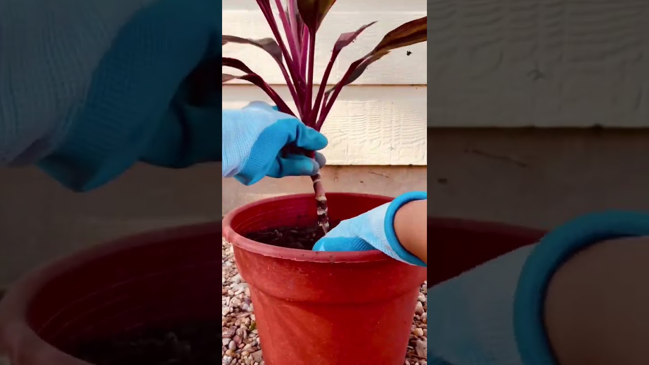 How to Propagate Ti Plant from Cuttings