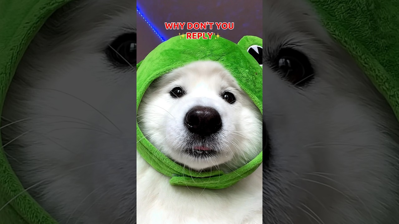 Send this to someone who doesn&rsquo;t reply 💬 #dogshorts #puppy #cute #funny #tiktok #dog ib:altokeymusi