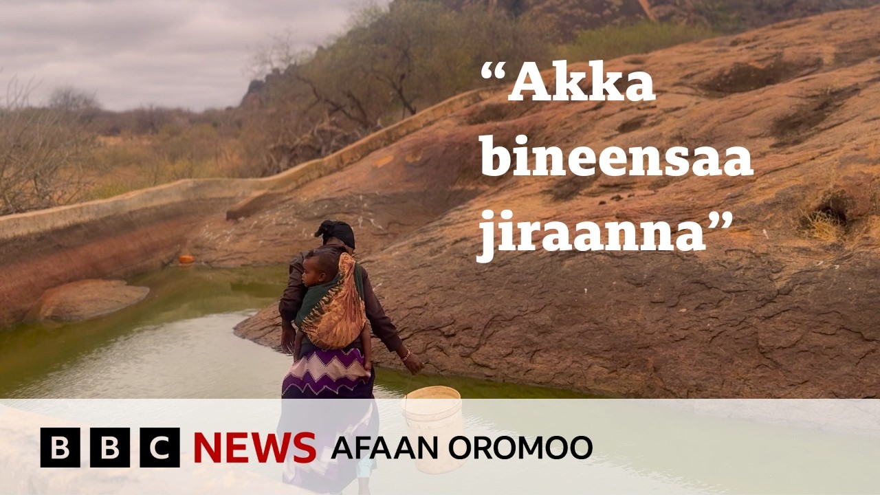 Rakkoon bishaan horsiisee bultootaa yoom furama? | BBC News Afaan Oromoo