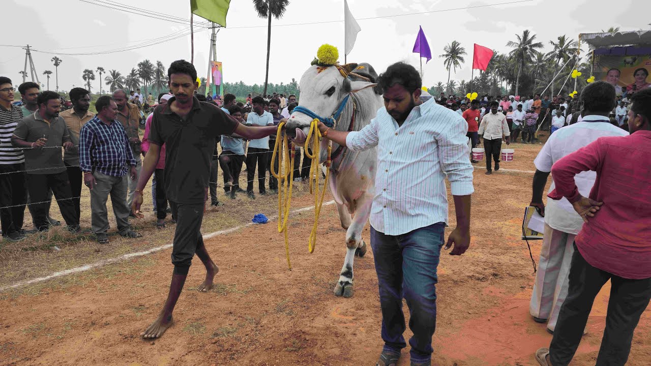 కోడూరుపాడు సీనియర్స్ 3 వ జత GSR Bulls గరికిపాటి శ్రీధర్ గారు ( భీముడు చత్రపతి ) గిత్తలు 2525