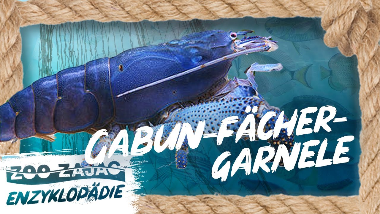 GABUN-RIESENFÄCHERGARNELE | FISCHENZYKLOPÄDIE | ZOO ZAJAC
