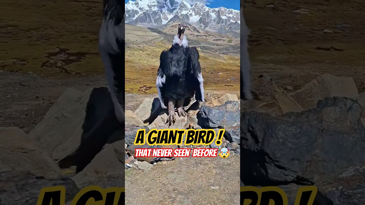 A GIANT BIRD IN THE HIGHEST MOUNTAIN 🏔️#birds #mountain #strangecreatures #getviral #youtube #shorts