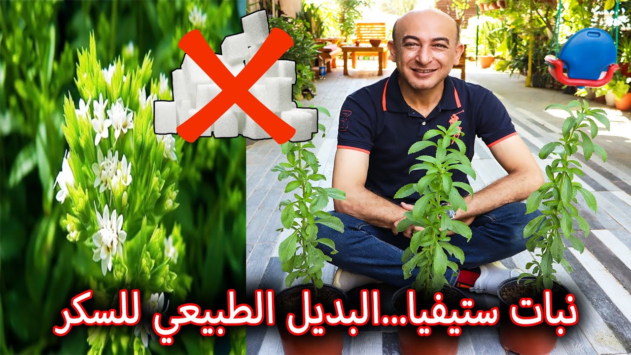 زراعة نبتة ستيفيا Stevia بديل السكر