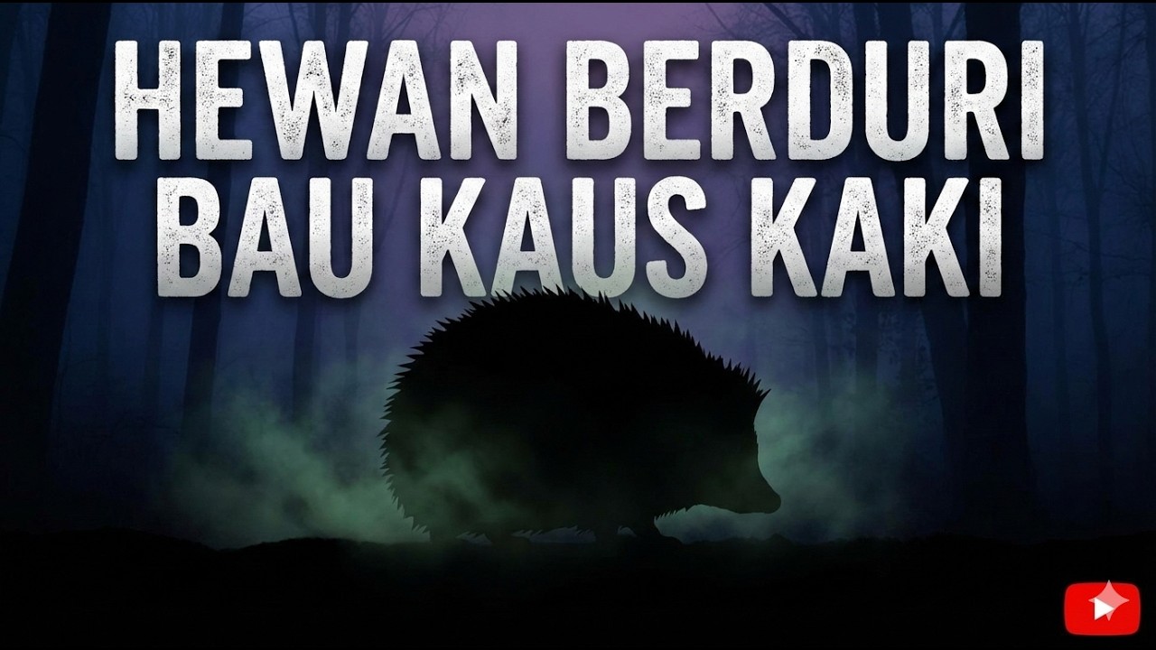 Hewan Berduri, Bau Kaos Kaki. #landakmini #hedgehog