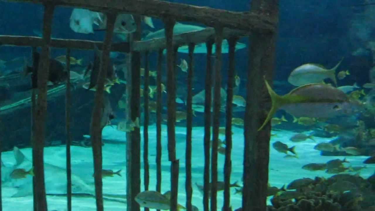 Aquarium Underwater walk through 2011