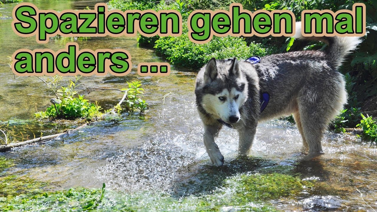 Ruhiges Hunde Spazieren gehen  / Hundeerziehung / Hundeausbildung / Hundetraining / Nature Trails