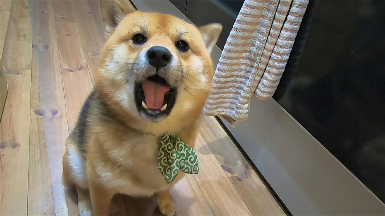 お肉が欲しくて柴犬が可愛く文句を言ってきたw