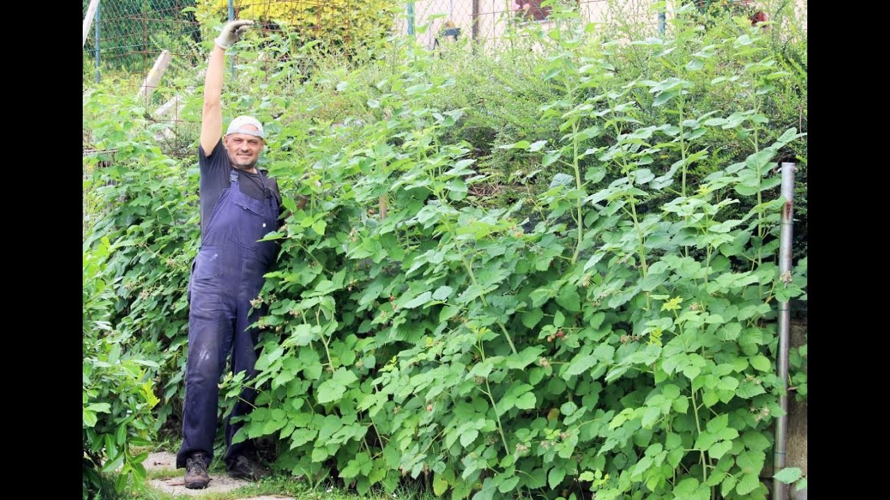 LAMPONI PIANTE ALTE 2 METRI coltivare frutti di bosco