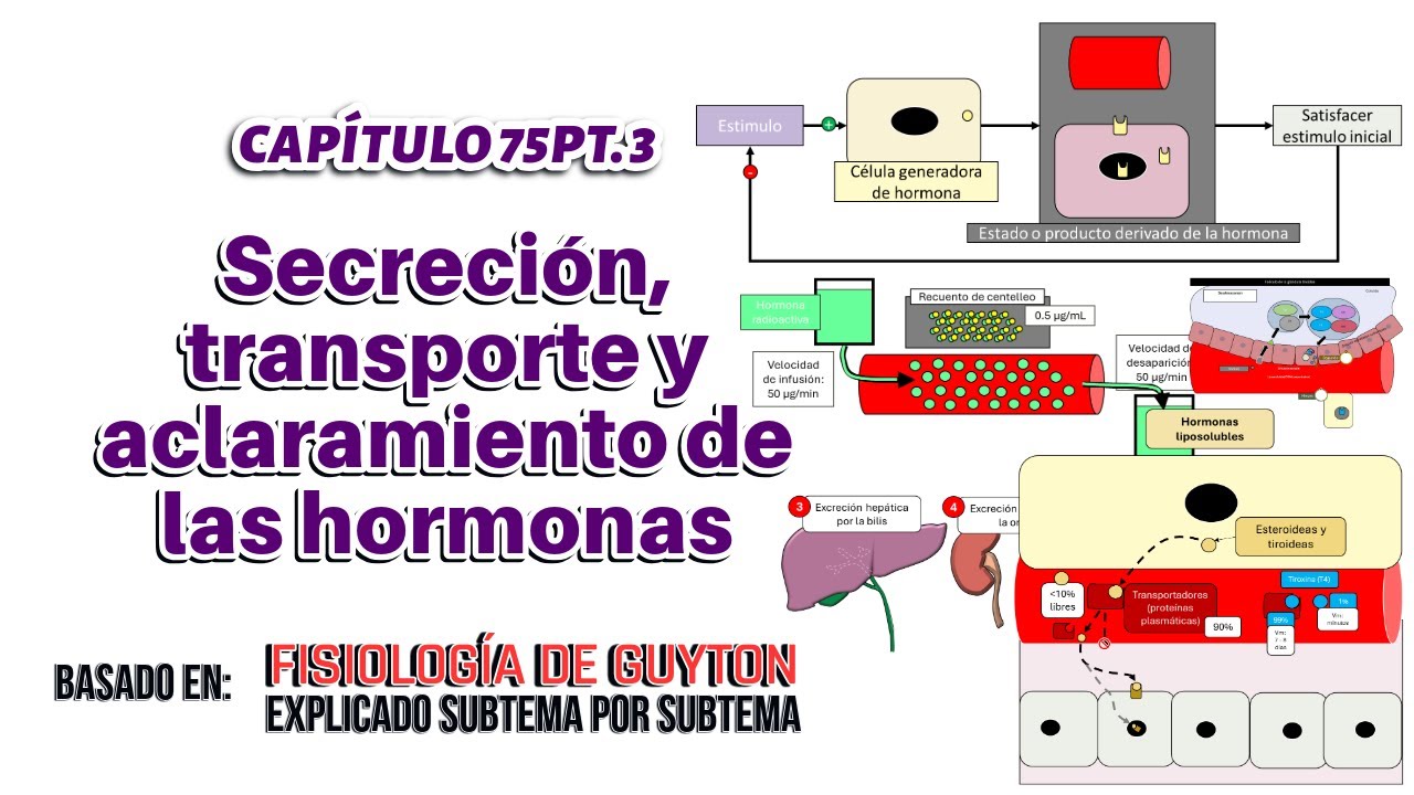 CAP 75 (3): Secreci&oacute;n, transporte y aclaramiento de las hormonas