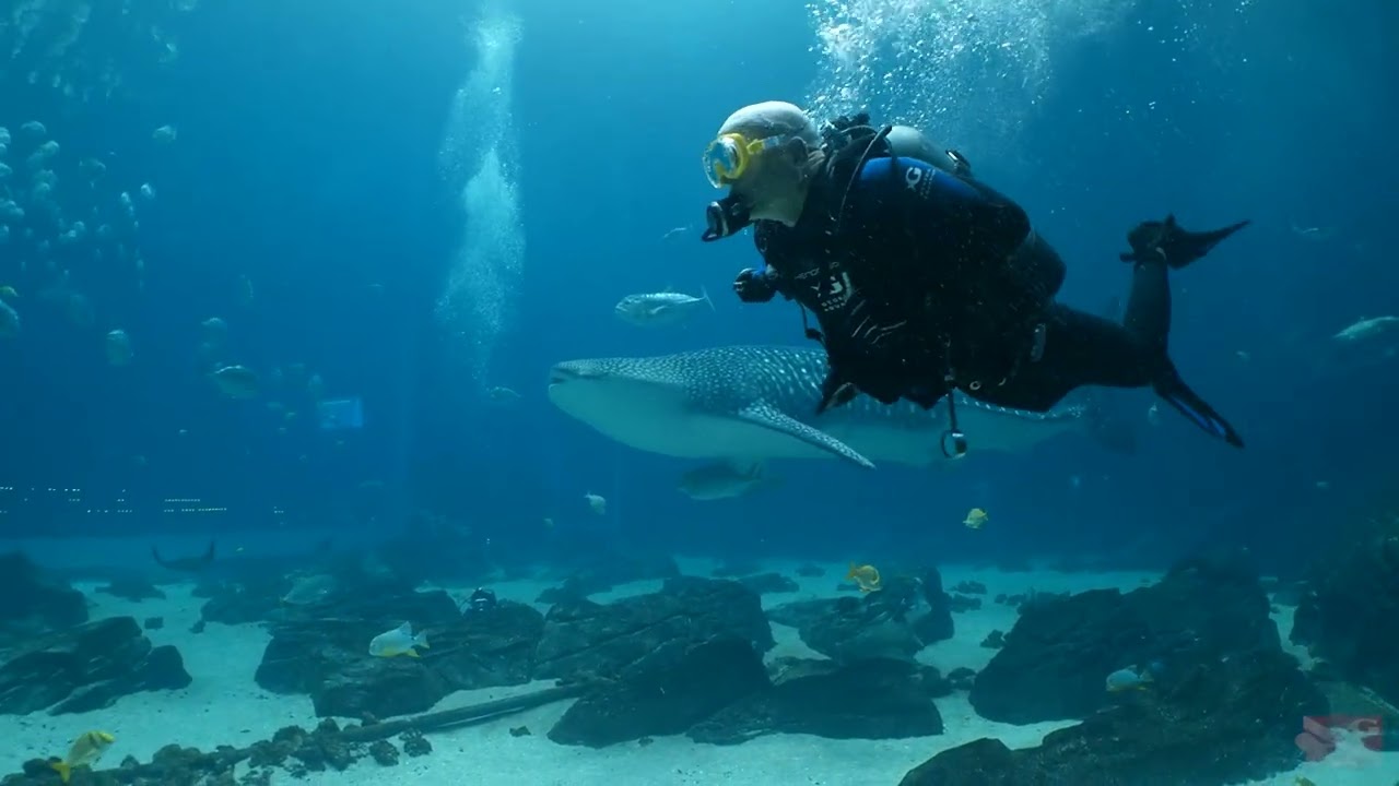 2926 Georgia Aquarium Dive Video