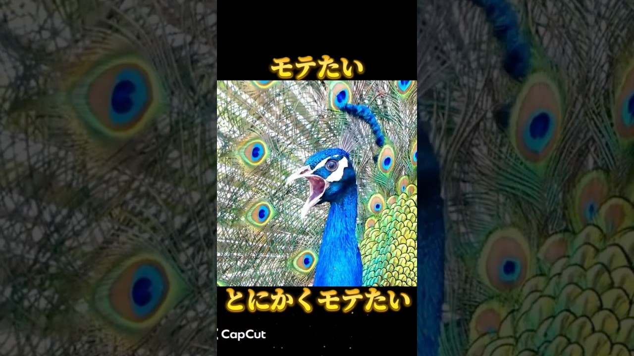 【モテたい】クジャクが美しい本当の理由 #動物 #鳥 #クジャク #孔雀 #shorts #雑学