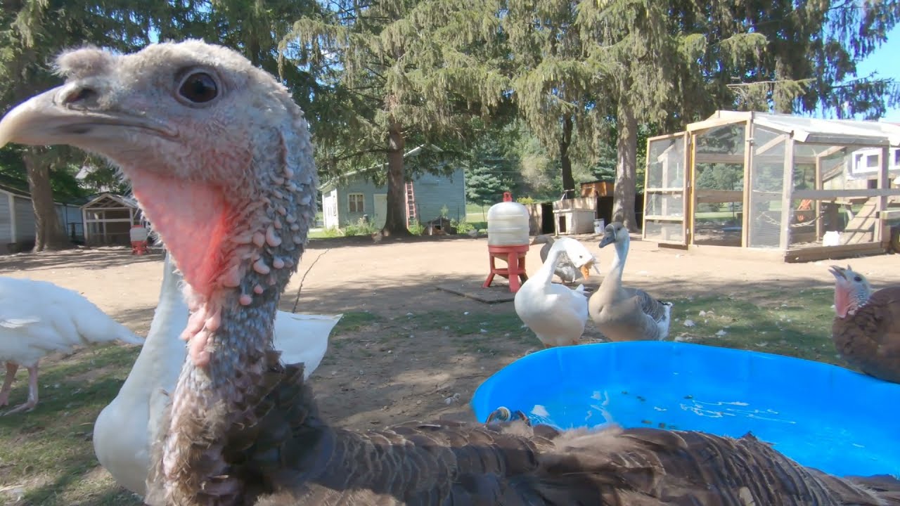 Goosers, Snood Eaters, And Family Time