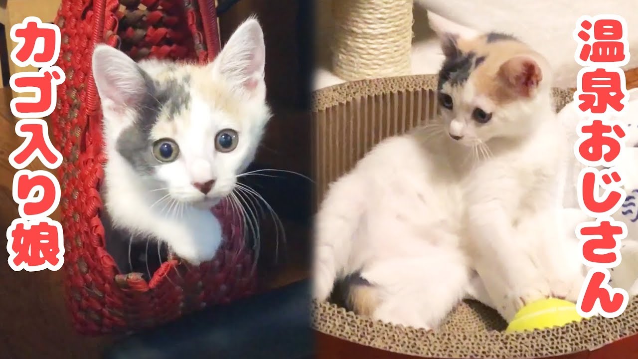 カゴ入り娘と温泉おじさん