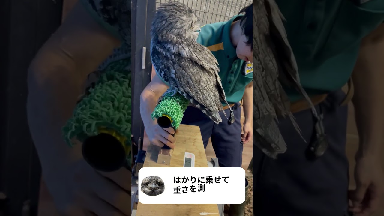 オーストラリアガマグチヨタカ 「コハク」の体重測定を行いました！
