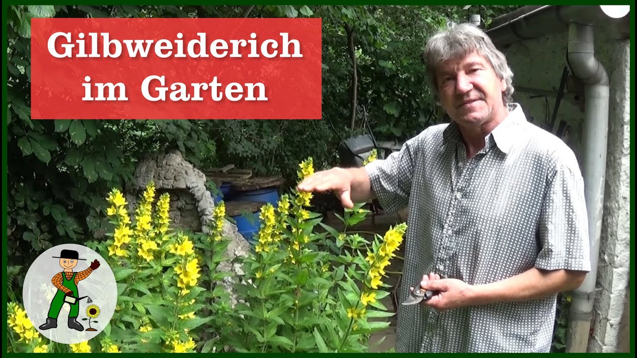 Gilbweiderich im Garten