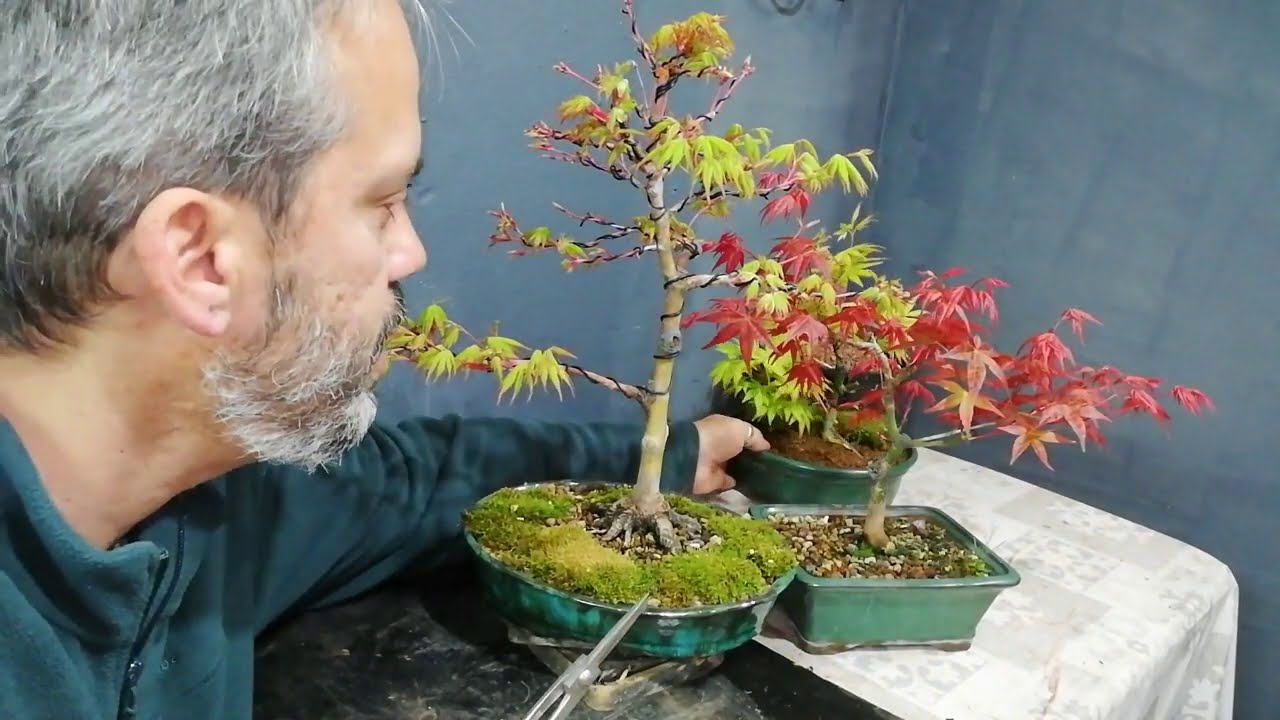 Primeros trabajos de arces en primavera. Metsumi y pinzado.
