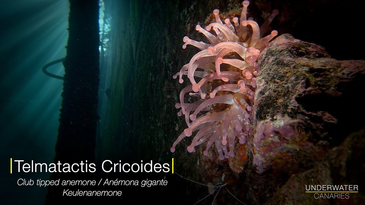 La Reina de la Atlántida - Sea anemone Telmatactis Cricoides | Underwater Canaries