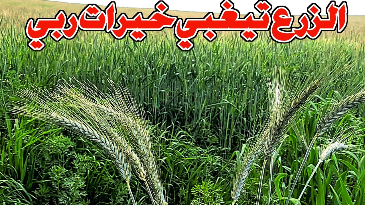 هد الخيرات خمسين سنة  مشفناها الشعير تيغبي وفارينا ماشاء الله