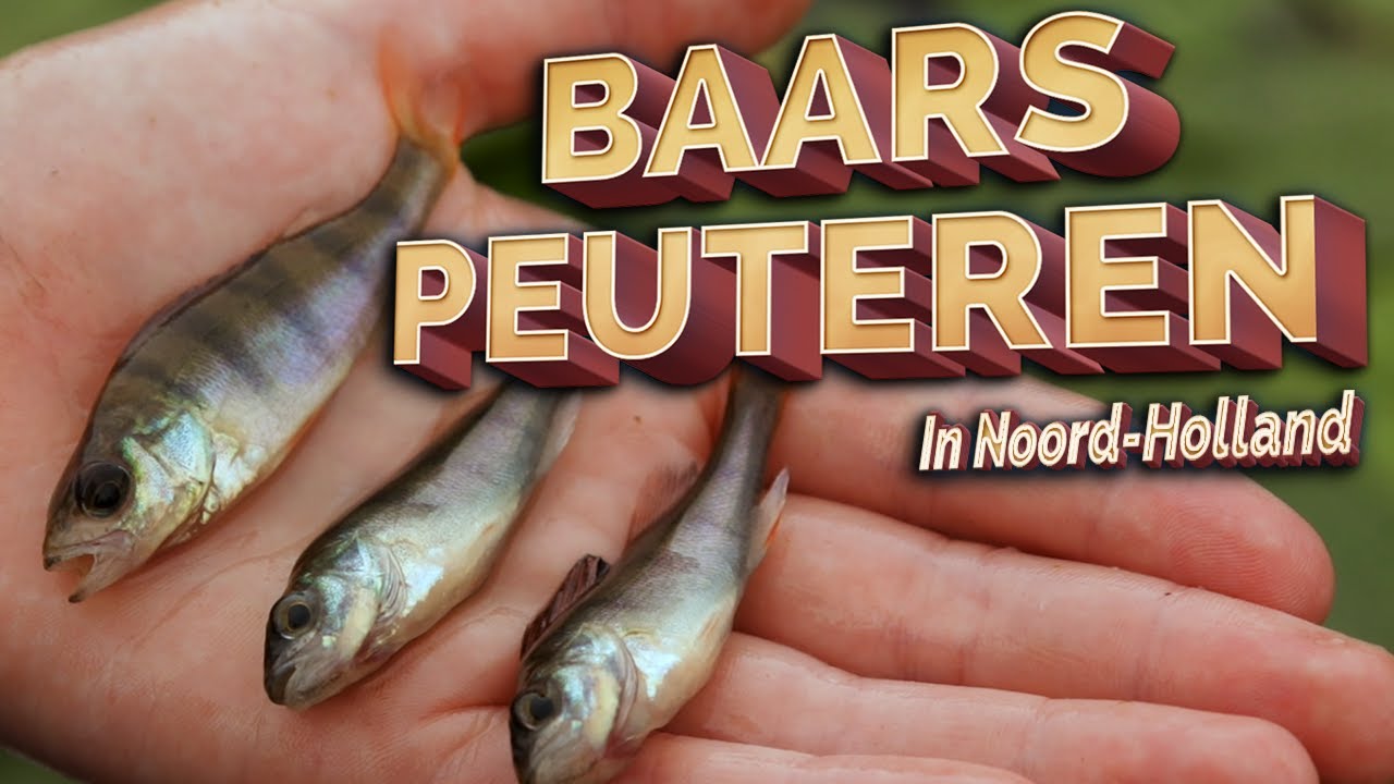 Baarspeuteren in Noord-Holland!