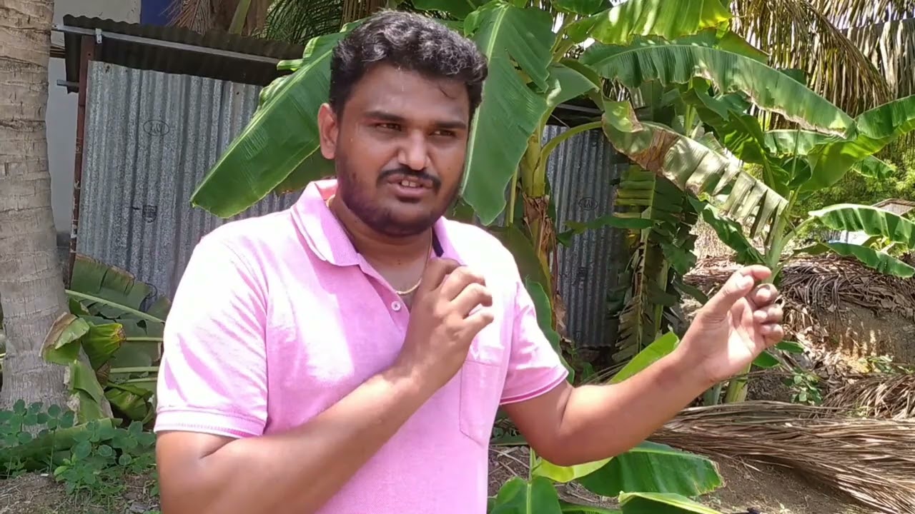 வாழை நடவு முதல் அறுவடை வரையிலான உர மேலாண்மை -பகுதி 2