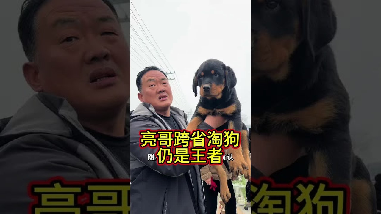 亮哥300公里跨省淘狗，罗威纳仍是狗界王者！