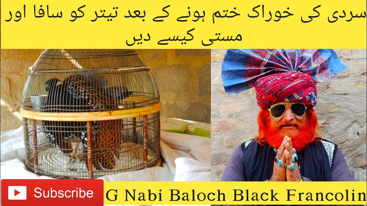 Kala Teetar ko Safa dene ka tareka Mama Rind کالا تیتر کو سافہ دینے کا طریقہ