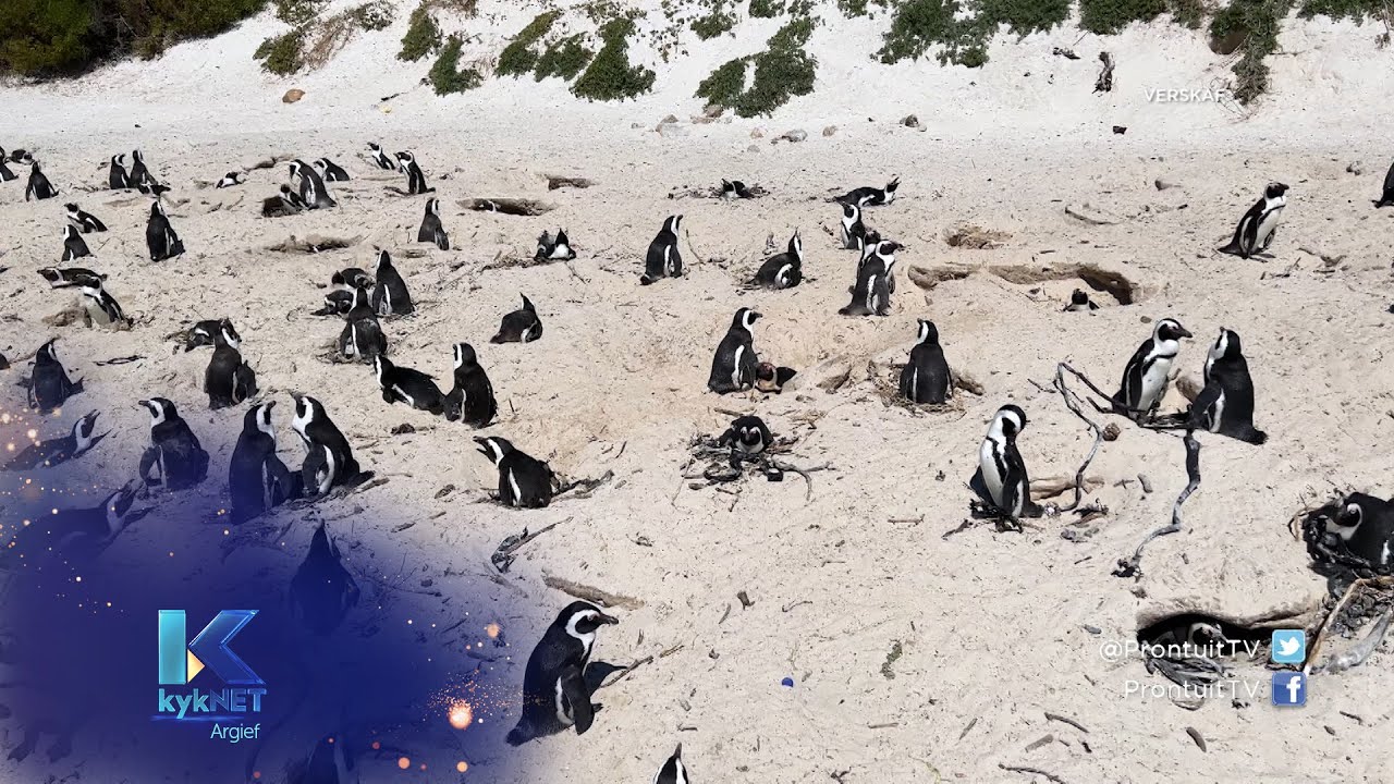 Afrika pikkewyn - Prontuit 7 Maart 2022 KykNET