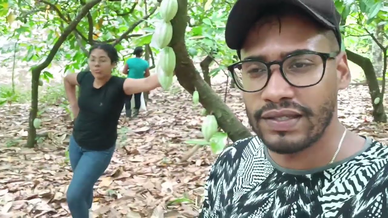 COMO SERÁ A PRODUÇÃO DAS LAVOURAS DE CACAU SEMINAL NA BAHIA