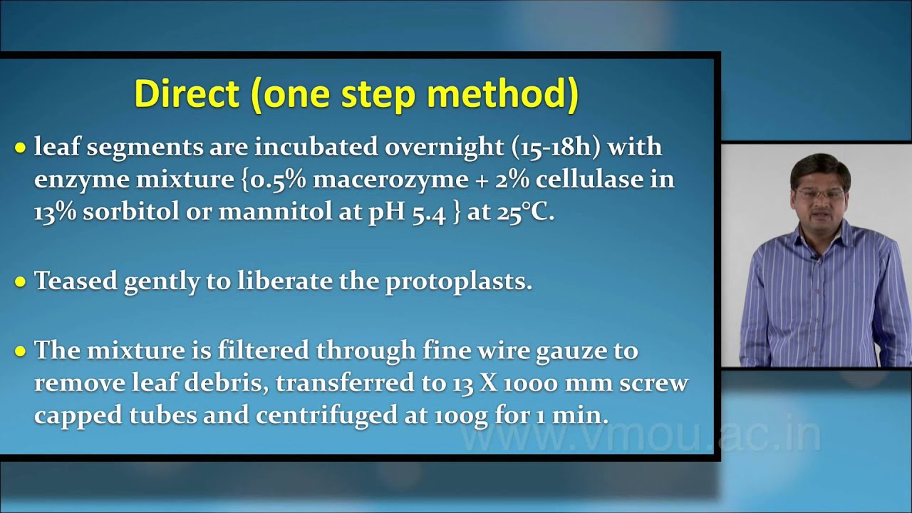 Protoplast Culture