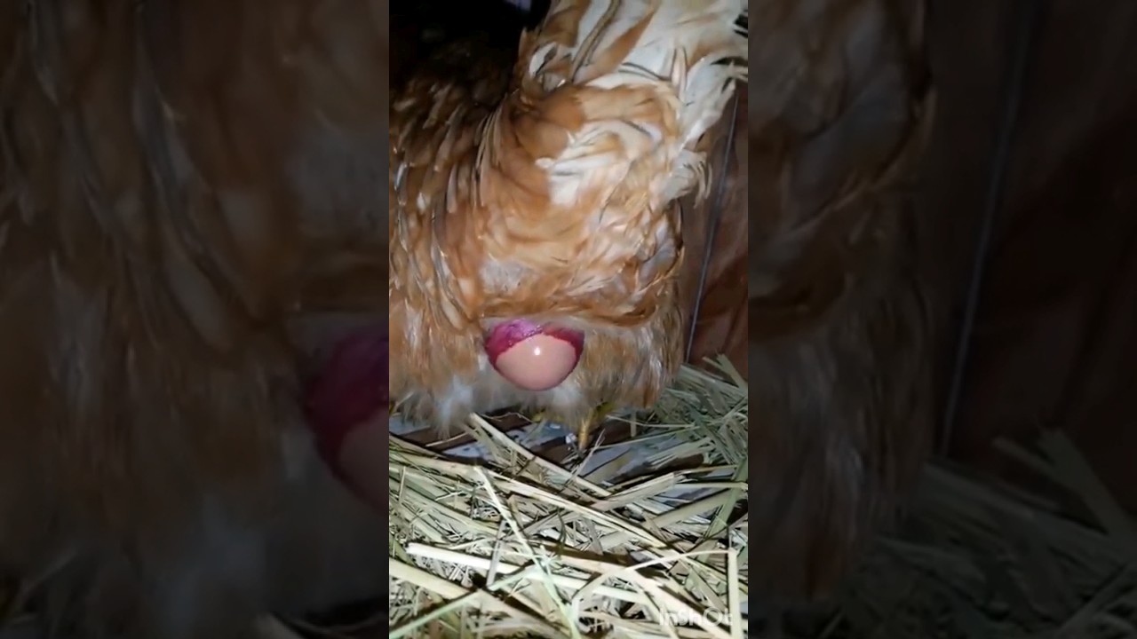 My chicken laying her 5th egg! #shorts #steal #egg