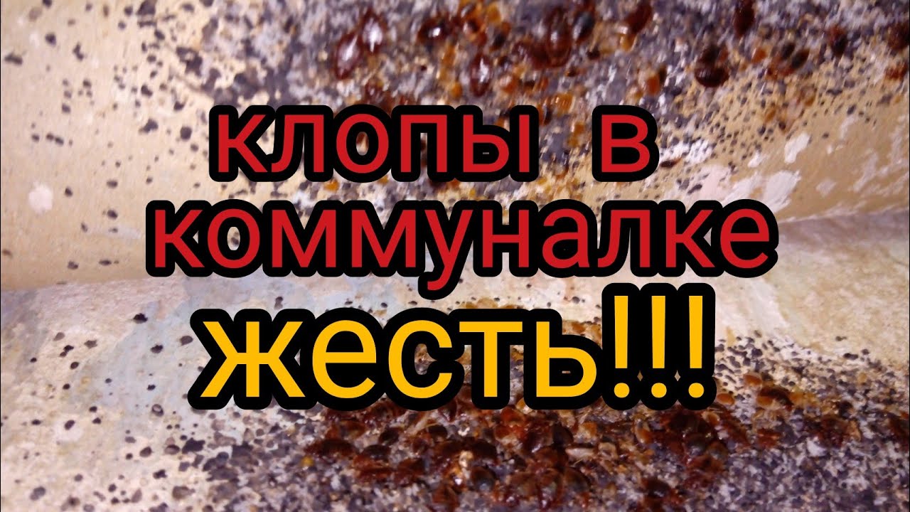 Клопы в коммуналке. Жесть!!!